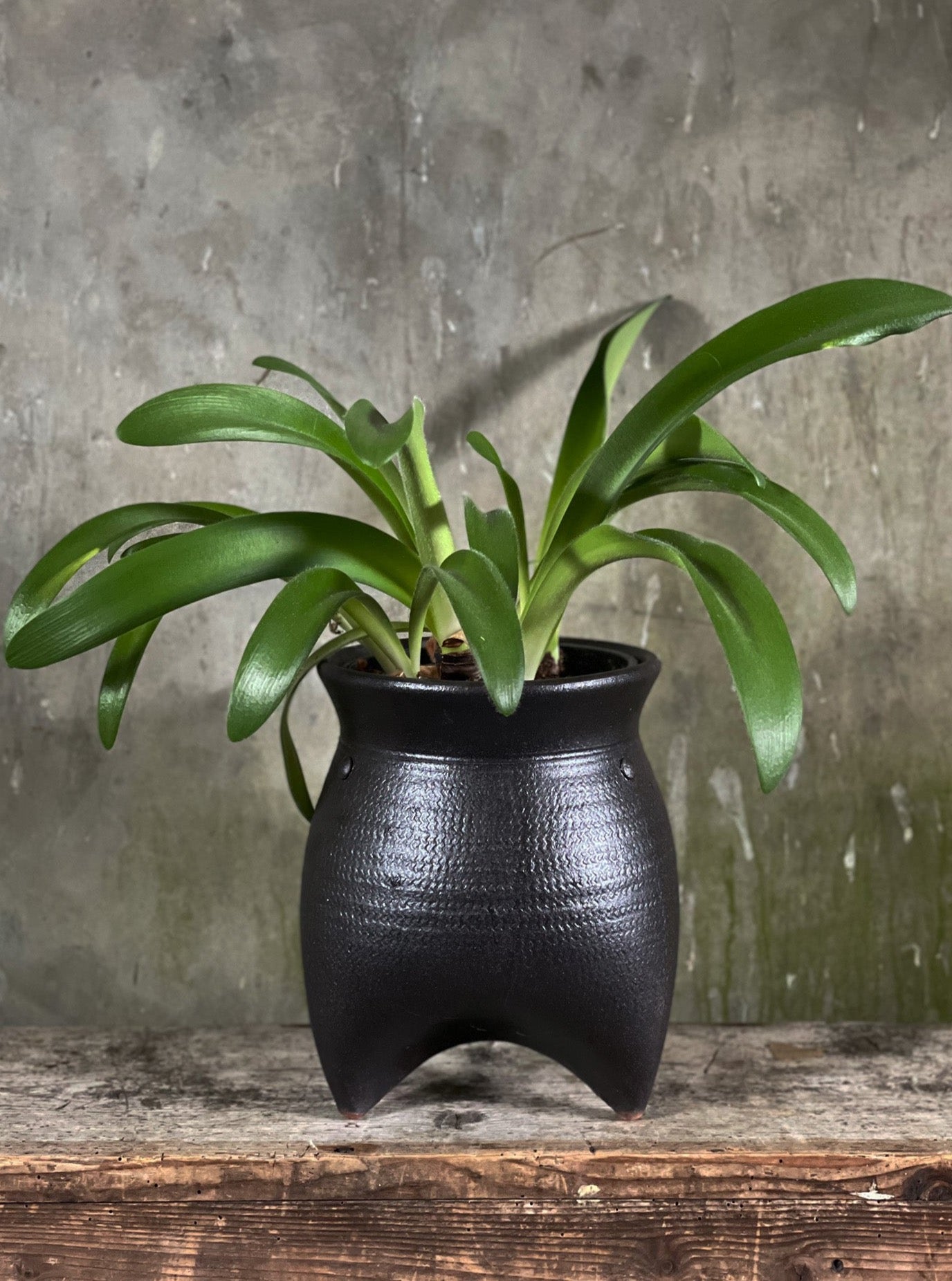 Glazed Tripod Pot Medium