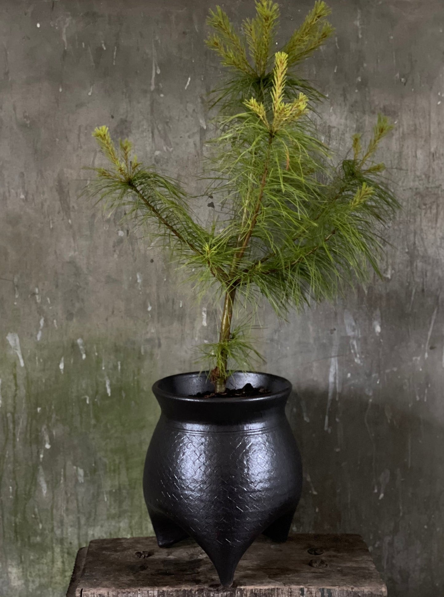 Glazed Tripod Pot Large