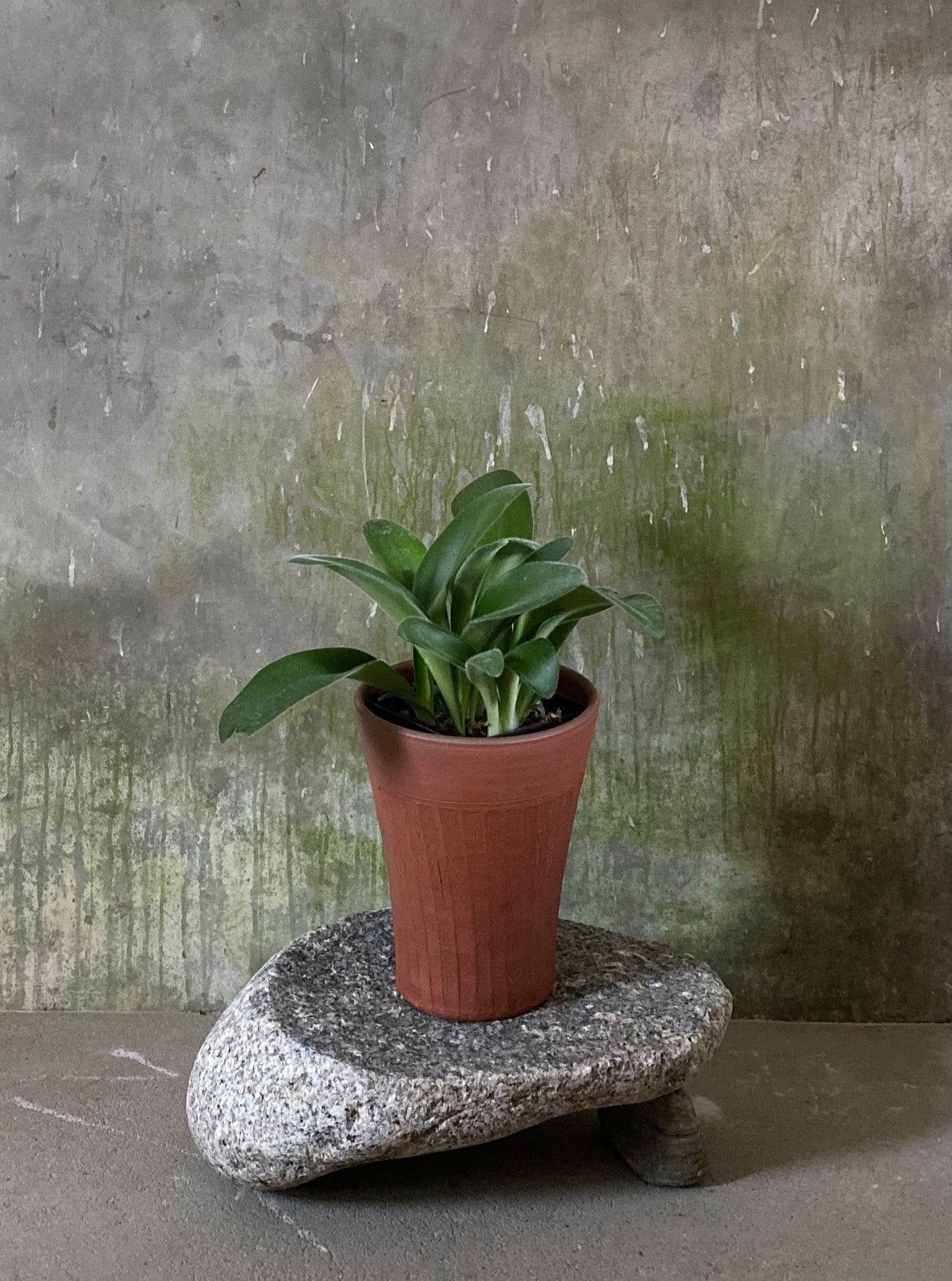 Long Tom Pot - Faceted 1