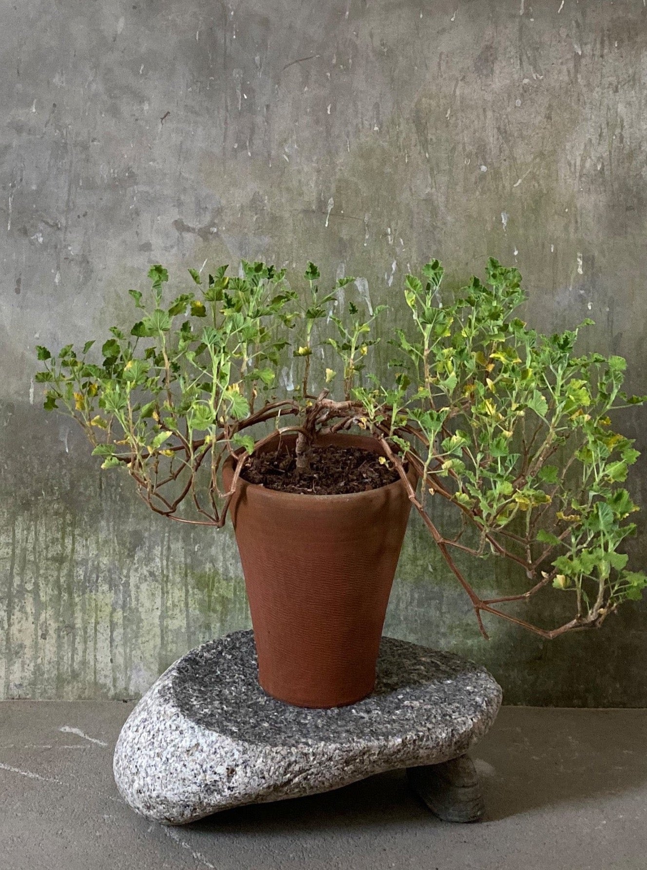 long tom plant pots Long Tom Pot
