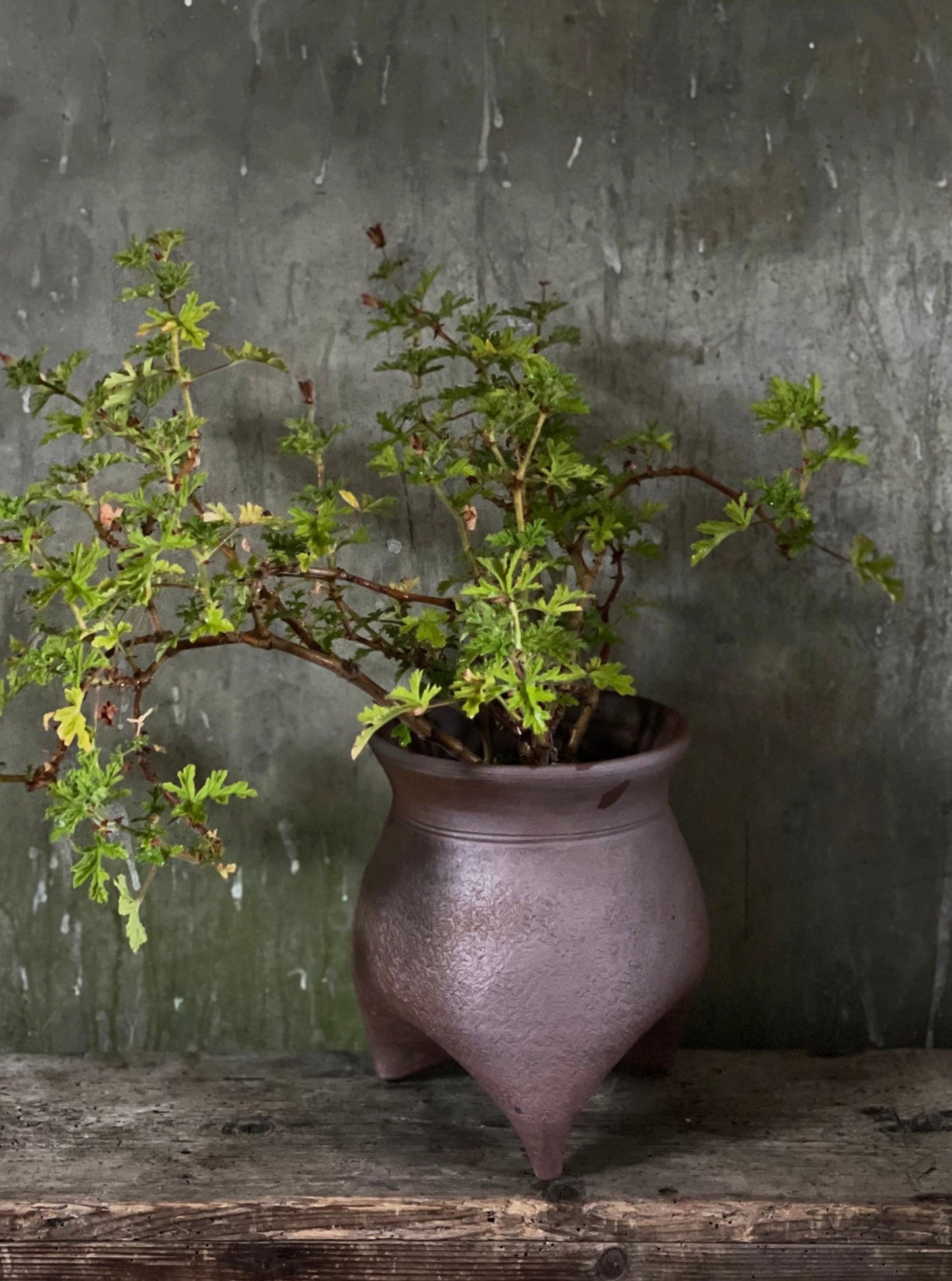 Medium Tripod Pot 1